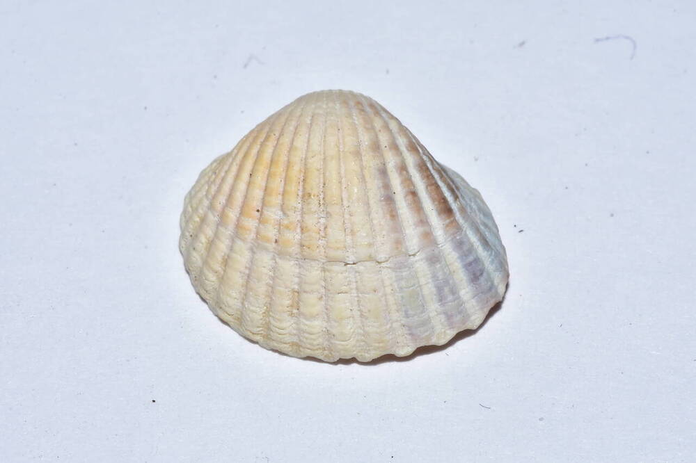 Сердцевидки, или кардииды (лат. Cardiidae) — семейство двустворчатых моллюсков из отряда Veneroida.
