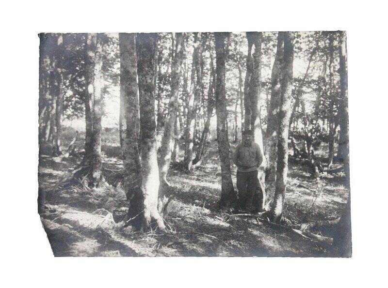 Фотография ч/б. Мужчина с усами в рубашке с нагрудными карманами стоит под деревьями в солнечный день. Комплект: Архив Сукачева В.Н. Фотографии с видами леса и растений