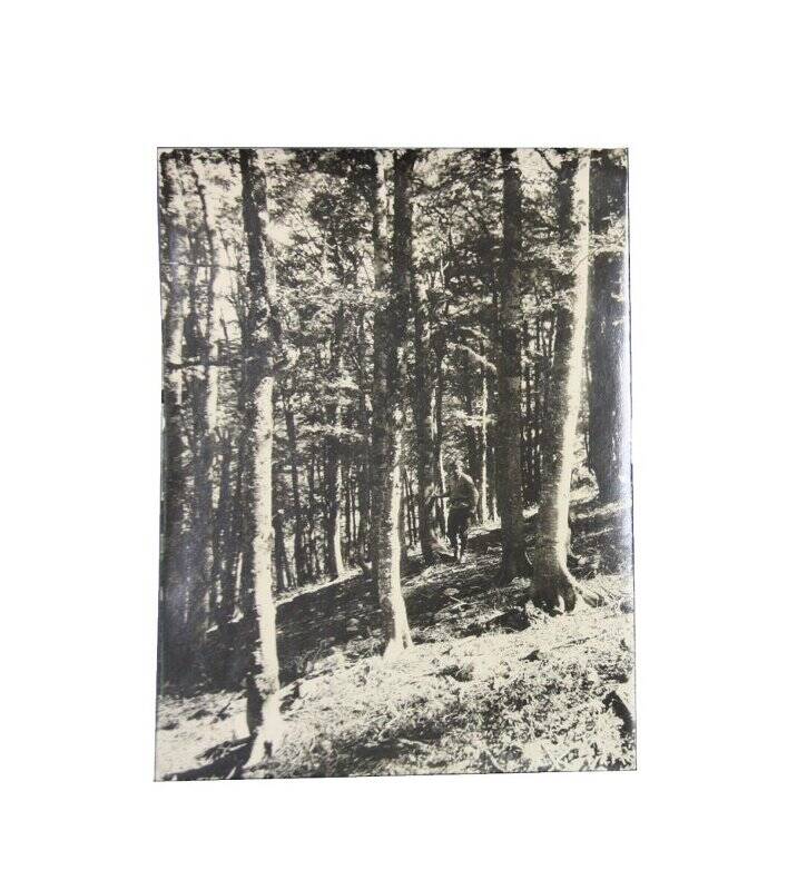 Фотография ч/б. Мужчина в сапогах среди стволов деревьев на склоне. Комплект: Архив Сукачева В.Н. Фотографии с видами леса и растений