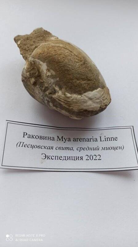Образец №16  содержит Раковину Mya arenaria Linne