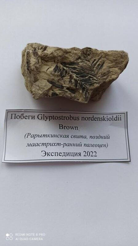 Образец №18 из туфопесчаника, содержит окаменевшие Побеги Glyptostrobus nordenskioldii Brown