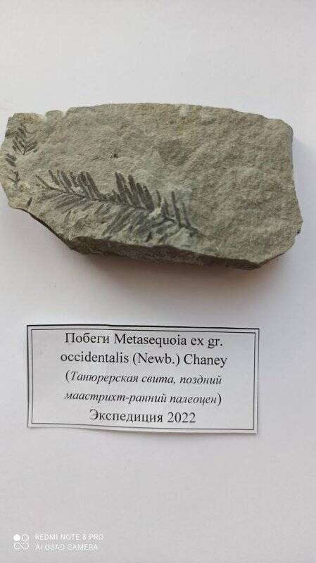 Образец №1 из туфопесчаника, содержит  окаменевшие побеги Metasequoia ex gr. occidentalis (Newb.) Chaney