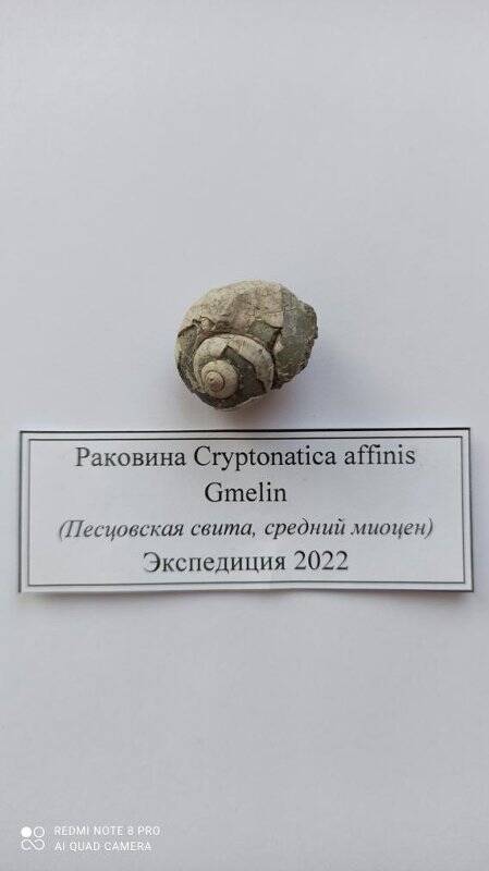 Образец №23  Раковина Cryptonatica affinis Gmelin