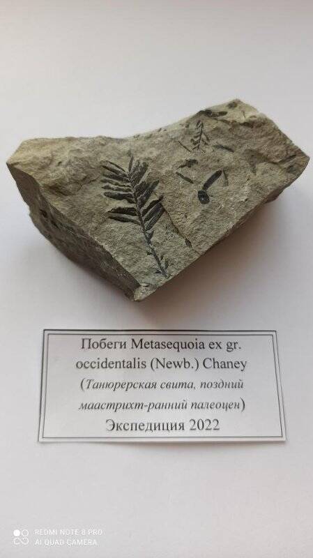Образец №2 из туфопесчаника, содержит окаменевшие побеги  Metasequoia ex gr. occidentalis (Newb.) Chaney
