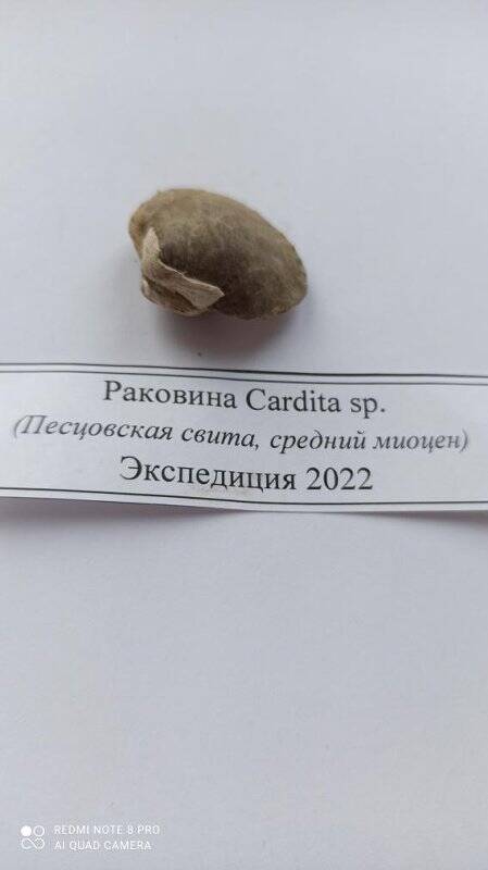 Образец №20  Раковина Cardita sp.