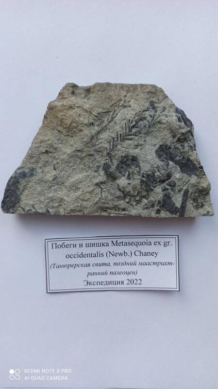 Образец №5 из туфопесчаника, содержит окаменевшие побеги и шишку  Metasequoia ex gr. occidentalis (Newb.) Chaney