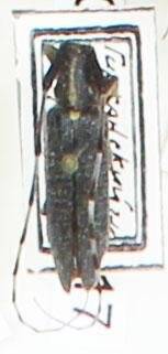 Энтомологический экземпляр. Жук-усач Agapanthia helianthi. Agapanthia helianthi