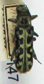 Энтомологический экземпляр. Жук-усач Saperda scalaris. Saperda scalaris