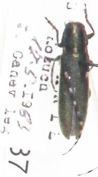 Энтомологический экземпляр. Жук-усач Agapanthia cynarae. Agapanthia cynarae