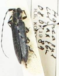 Энтомологический экземпляр. Жук-усач Agapanthia helianthi. Agapanthia helianthi