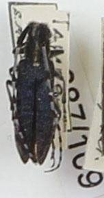 Энтомологический экземпляр. Жук-усач Agapanthia turanica. Agapanthia turanica
