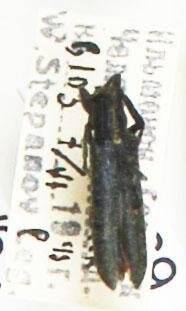 Энтомологический экземпляр. Жук-усач Agapanthia villosovi ridenscens. Agapanthia villosovi ridenscens