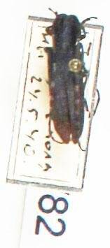 Энтомологический экземпляр. Жук-усач Agapanthia villosovi ridenscens. Agapanthia villosovi ridenscens