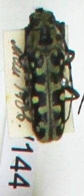 Энтомологический экземпляр. Жук-усач Saperda scalaris. Saperda scalaris