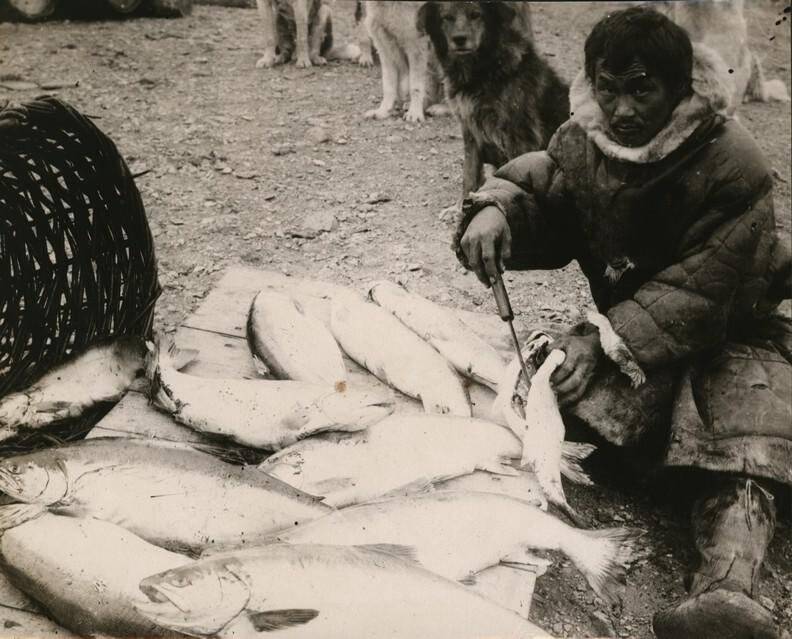 Фотография. Ненец-рыбак на берегу Чешской губы разделывает рыбу