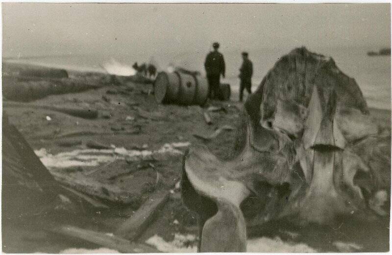 Фотография. Л/п С. Дежнев (СКР-19) и снимки с его борта в навигацию 1944 г. На первом плане: тазовая кость, неизвестного животного, обнаруженная на полуострове.