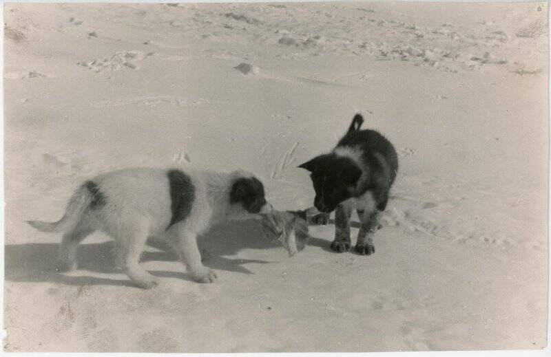 Фотография. Наземный транспорт Советских антарктических экспедиций. Собаки. Обсерватория Мирный. 1-я КАЭ.