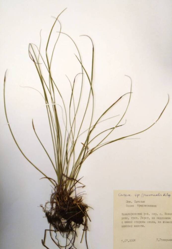Гербарий Осока предвесенняя (Carex sp. (prevernalis Kitag ?)