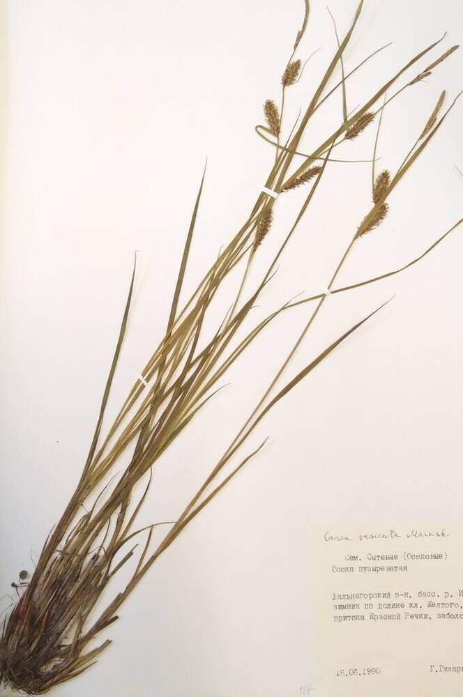 Гербарий Осока пузыреватая (Carex vesicata Meinsh.)