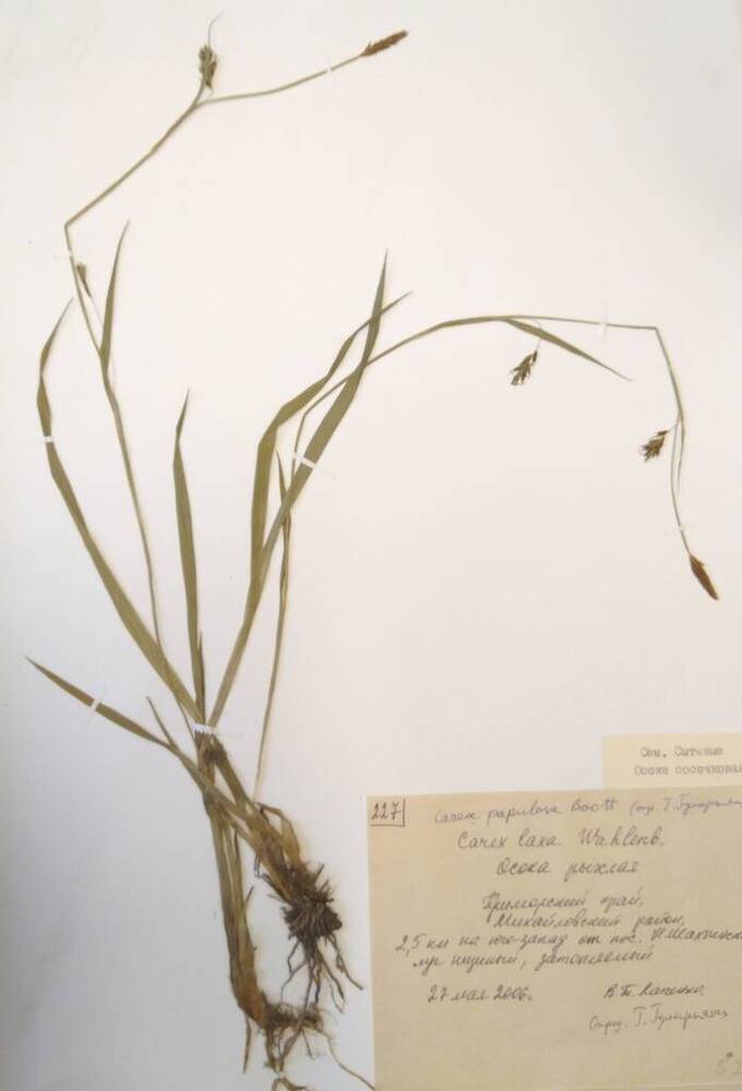 Гербарий Осока рыхлая (Carex laxa Wahlenb.)