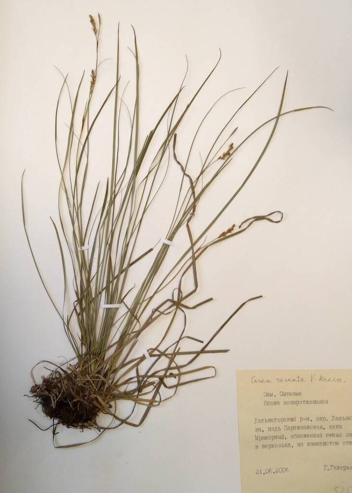 Гербарий Осока возвратившаяся (Carex reventa V. Krecz.)