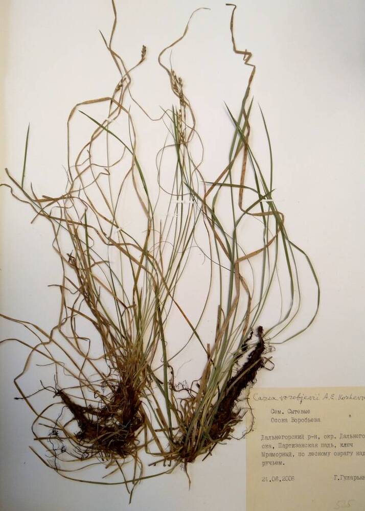 Гербарий Осока Воробьева (Carex vorobjevii A.E.Kozhevnikov)