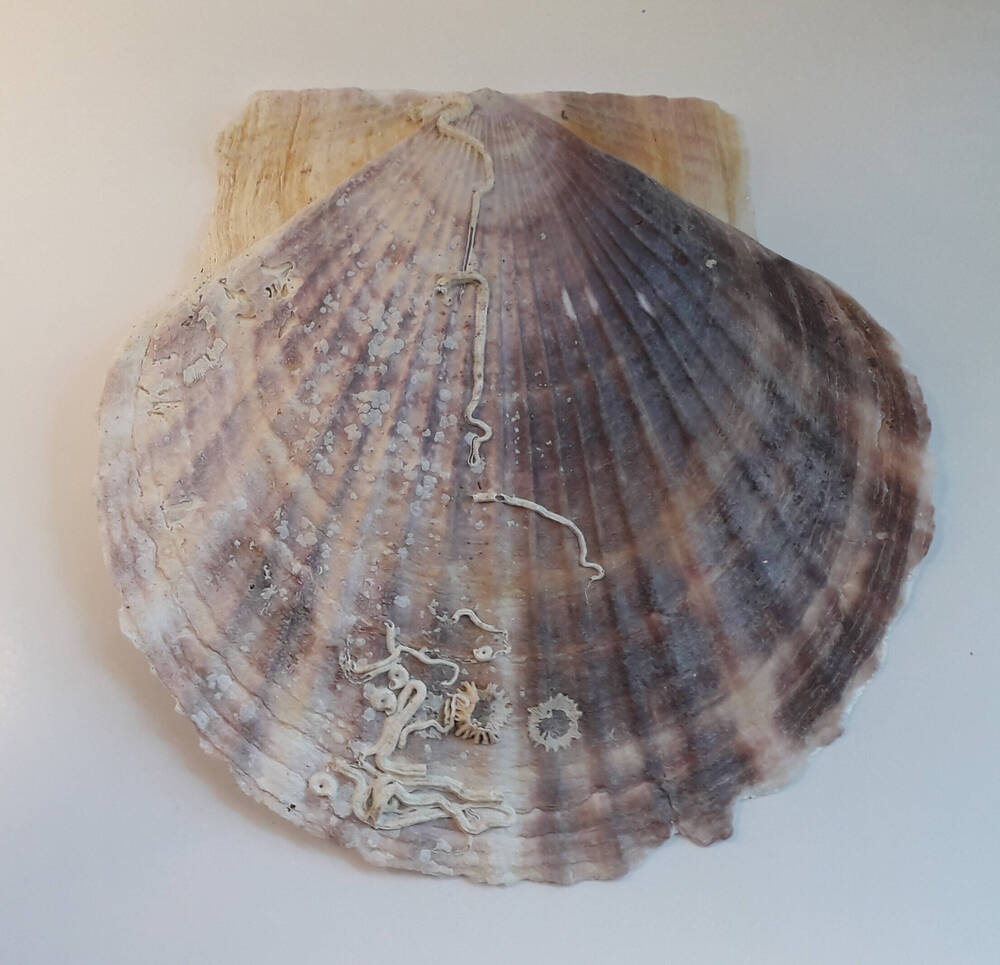 Раковина моллюска. Гребешок приморский - Mizuhopecten yessoensis (Jay, 1857)