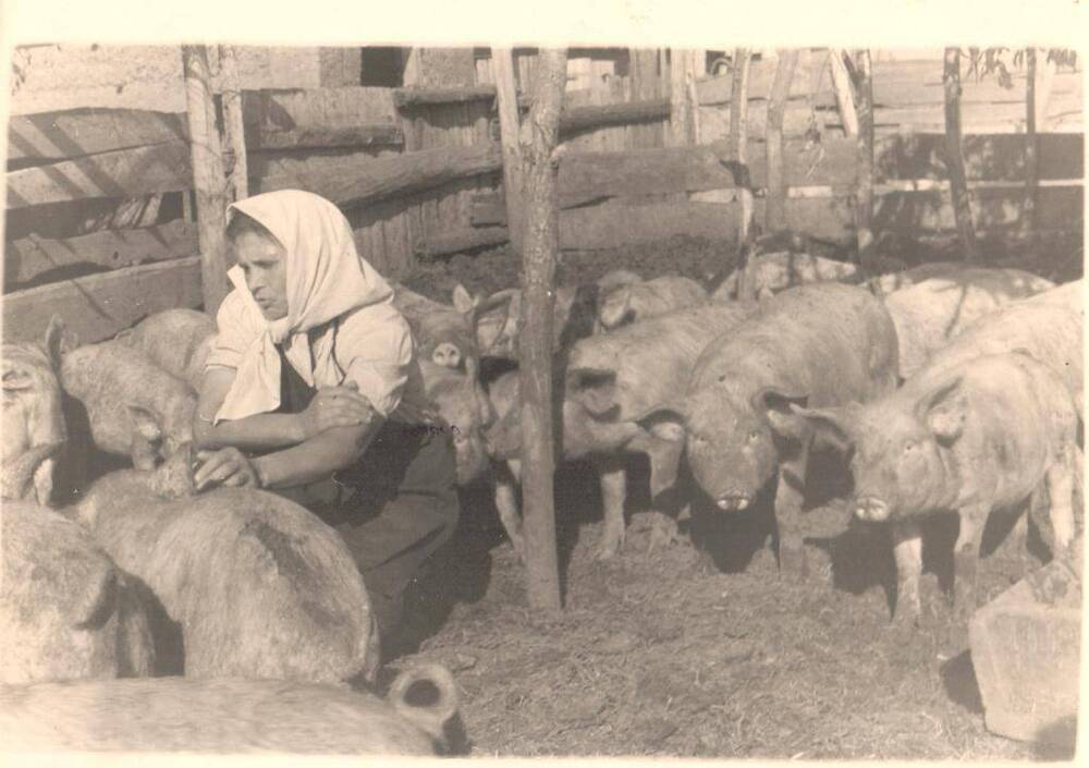 Фотография сюжетная черно-белая. Колхоз Россия.