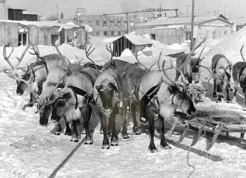 Фотография черно-белая. Оленьи упряжки в пос. Тухард в День оленевода.