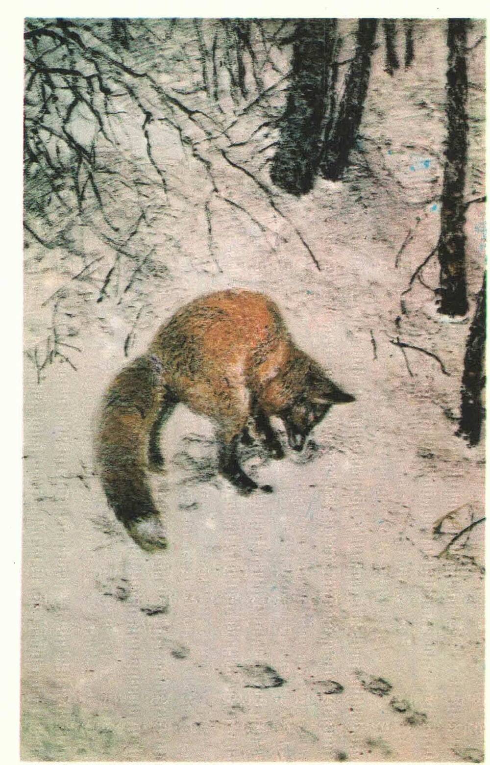 В мире животных.1977, 12 открыток