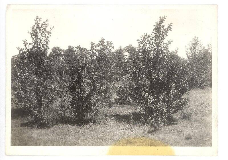 Фотография ч/б. Лимонные деревья в Поти. 1930-1960-е гг.