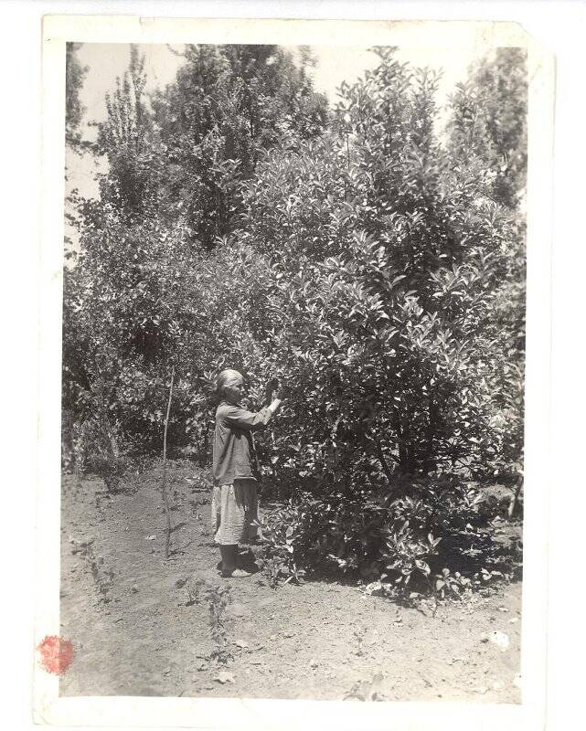 Фотография ч/б. Лимонные деревья в Поти. 1930-1960-е гг.
