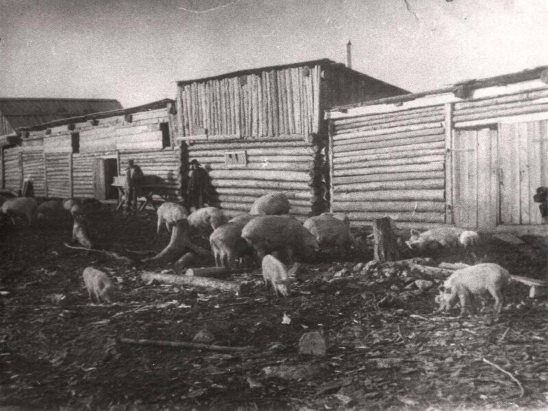 Фото. По истории Алдана. г. Алдан, свинарник, 1930 г.