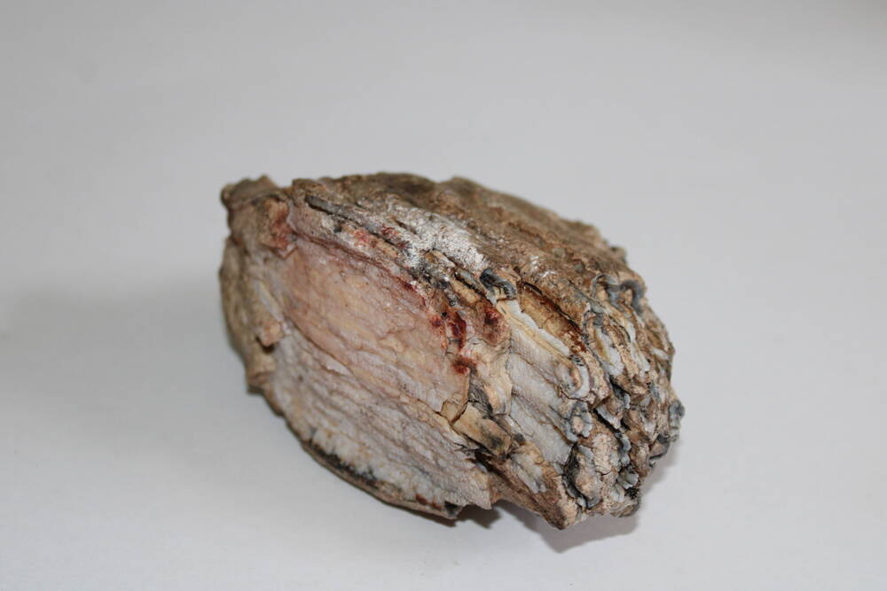 Зуб мамонта из 2х частей, найден на территории МБОУ «СОШ №18»