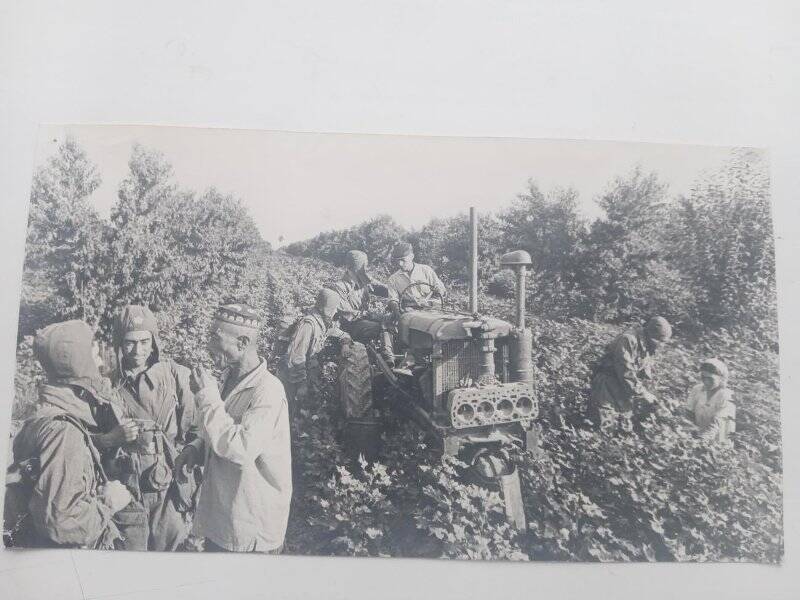 Фотография черно-белая, групповая. Десантники во время посещения чайной плантации. Средняя Азия