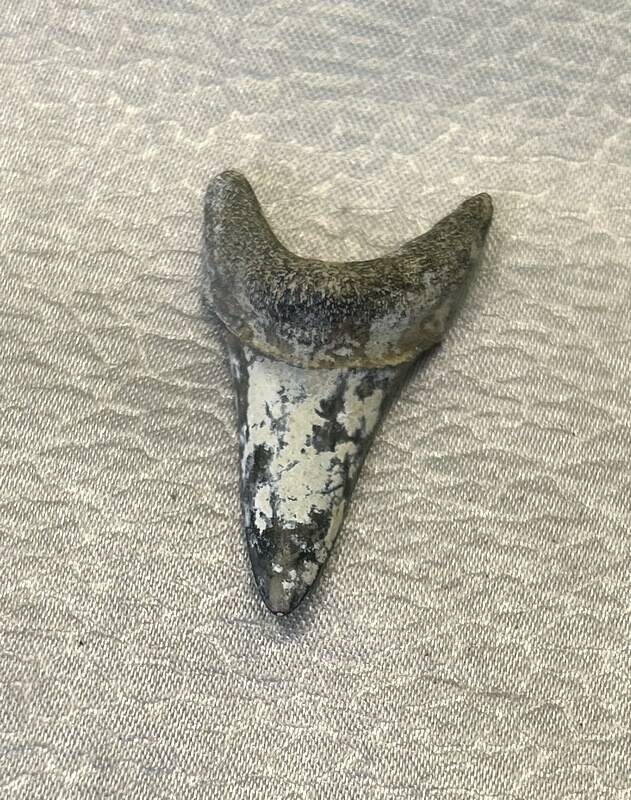 Палеонтологический образец. Зуб акулы