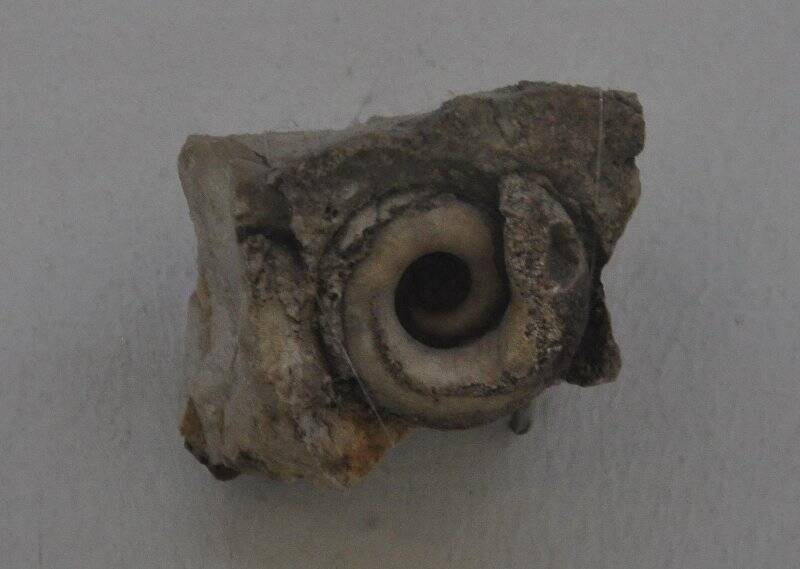 Гастропод  (Jastropoda) - окаменелый фрагмент брюхоногого моллюска.