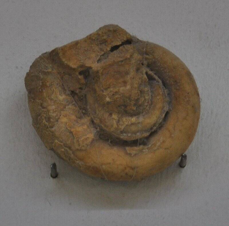 Гастропод  (Jastropoda) - окаменелый фрагмент брюхоногого моллюска.