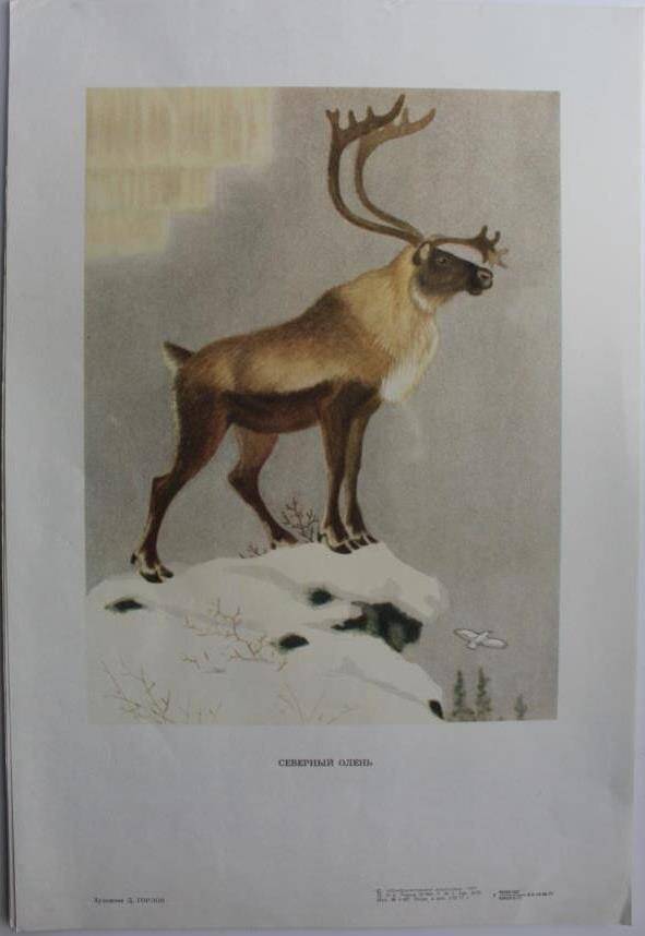 Иллюстрация из набора  Знаешь ли ты этих зверей? (Набор из 16 репродукций)  Северный олень