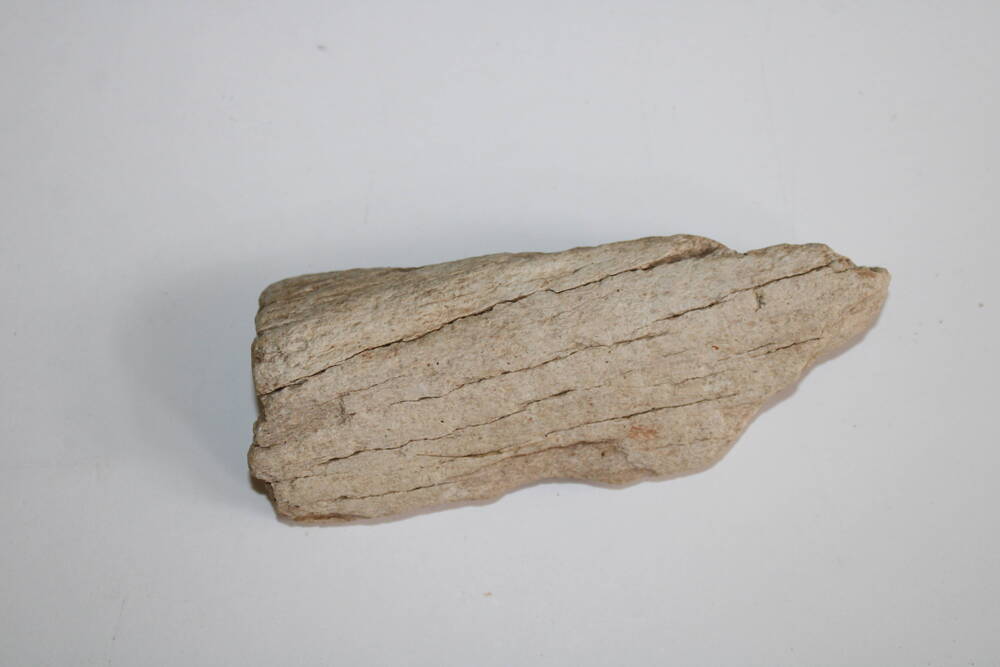 Кость, окаменелость (фрагмент), найден на дачном участке