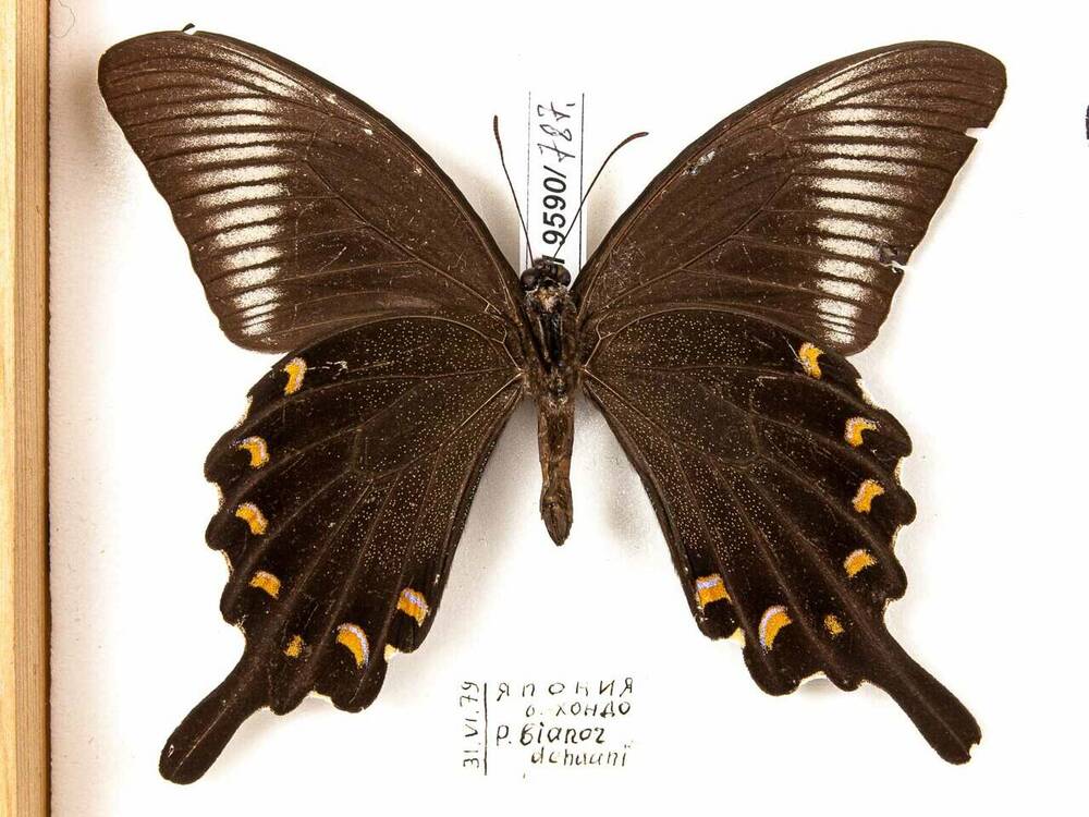 Бианор (Papilio bianor Cr.) ♂