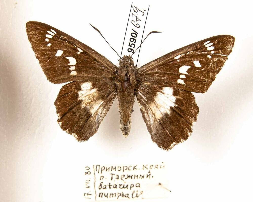 Толстоголовка нимфа (Satampa nymphalis Speyer.)  
