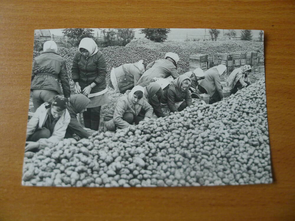 Фото  На переборке картофеля учащиеся педучилища1980