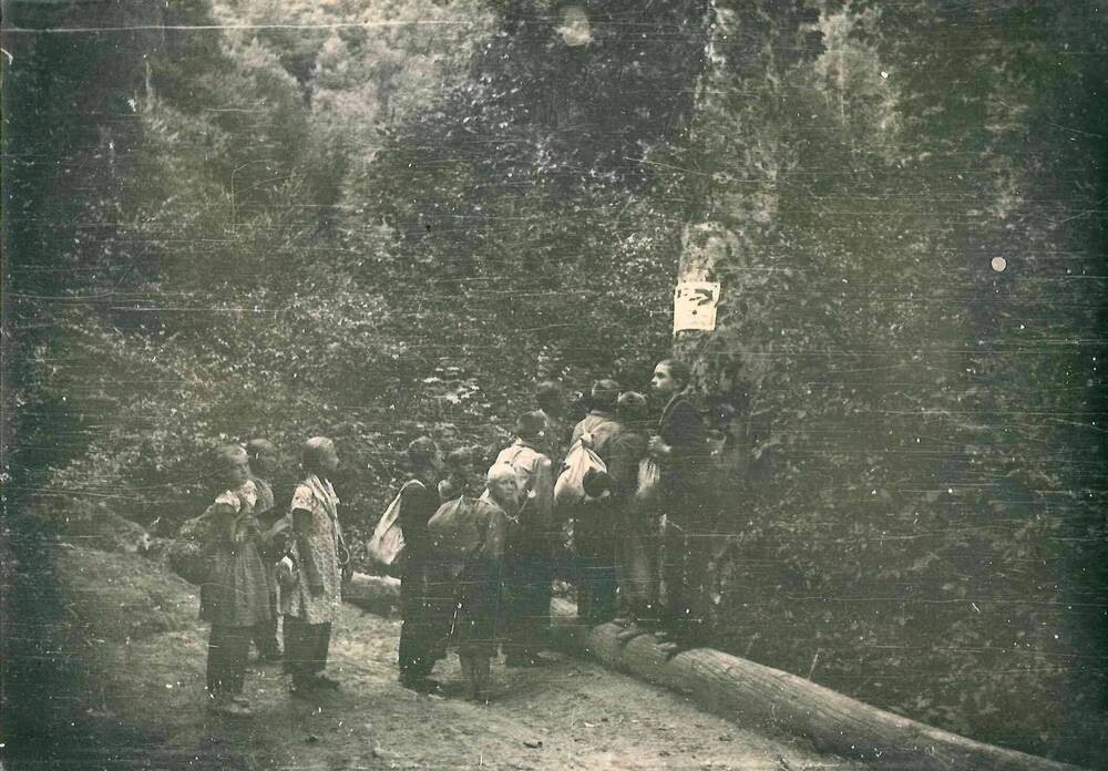 Черно-белое фото: Краеведы Дома пионеров у пихты, под которой погиб партизан Андреев.