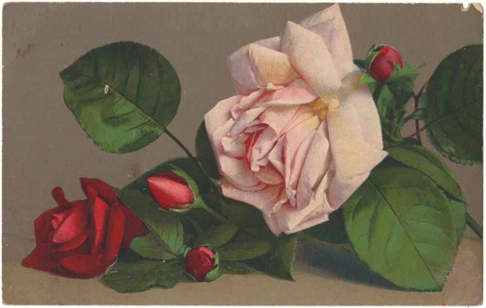 Открытое письмо с изображением роз