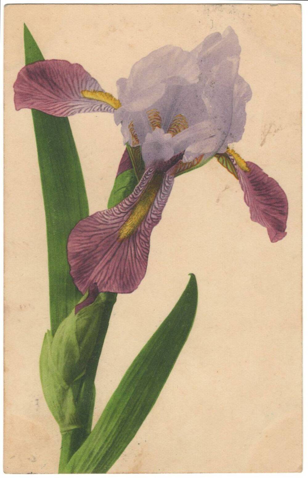 Открытое письмо с изображением цветка ириса