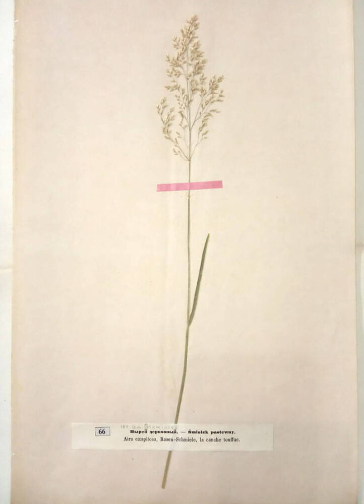 Гербарный лист с одним образцом высушенного цветкового травянистого растения из cемейства Мятликовые или Злаки (Poaceae)
































































































































