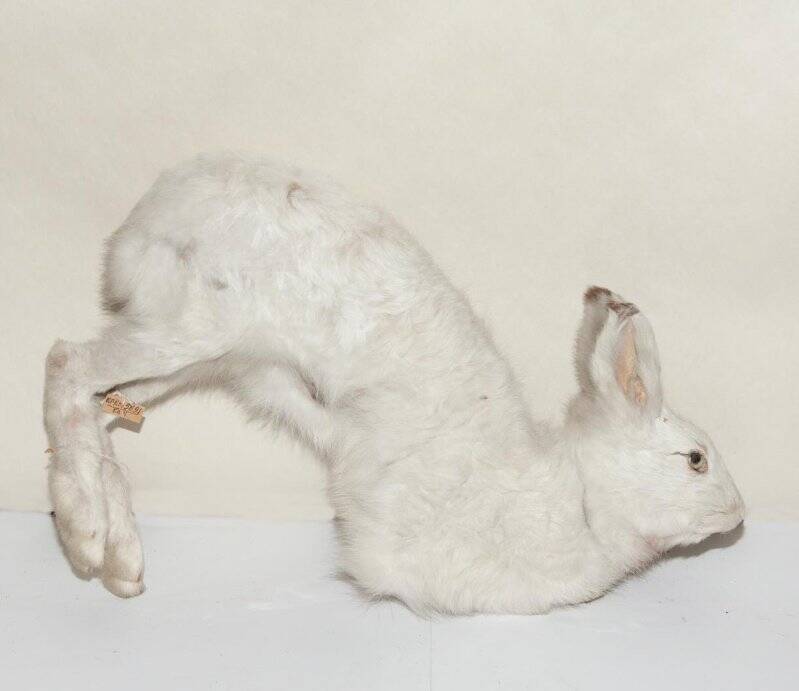 Таксидермическая скульптура. Заяц-беляк. Lepus timidus
