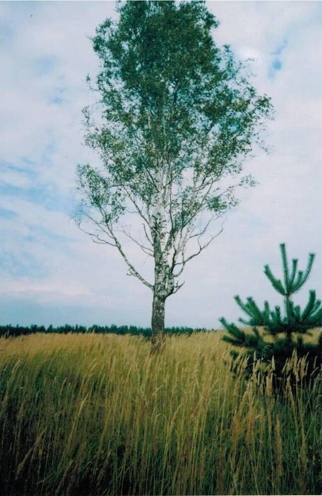 Фотография. Береза . Деревня Дадоны