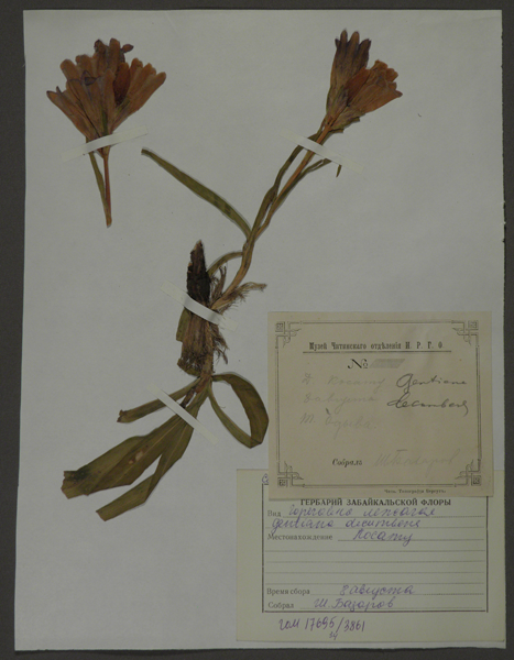 Лист гербарный. Горечавка лежачая (Gentiana decumbens)